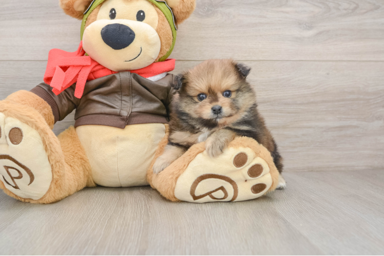 Petite Pom Pom Purebred Puppy