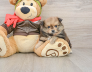 8 week old Pomeranian Puppy For Sale - Windy City Pups