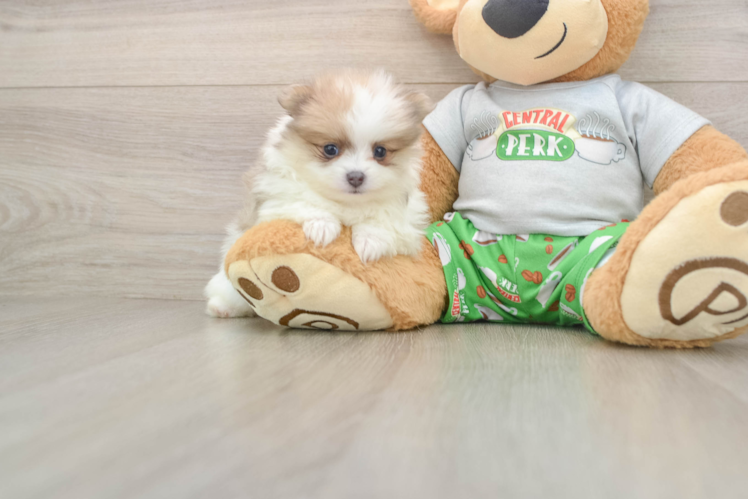 Pomeranian Pup Being Cute