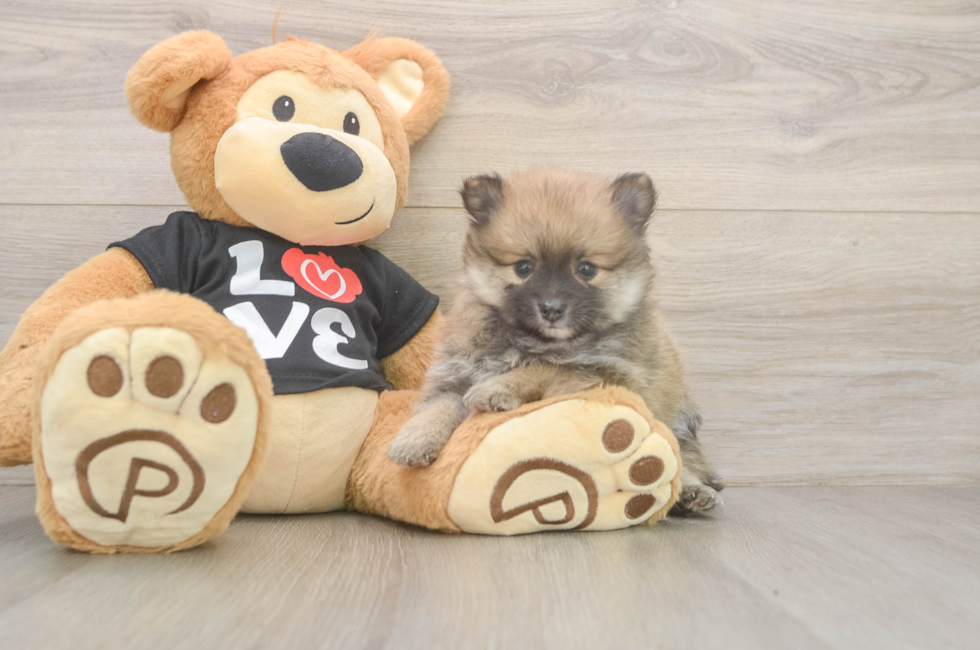 6 week old Pomeranian Puppy For Sale - Windy City Pups