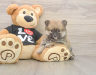 8 week old Pomeranian Puppy For Sale - Windy City Pups 8 week old Pomeranian Puppy For Sale - Windy City Pups