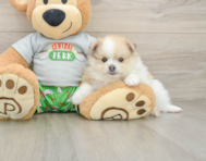 8 week old Pomeranian Puppy For Sale - Windy City Pups