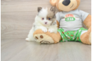 Funny Pomeranian Baby