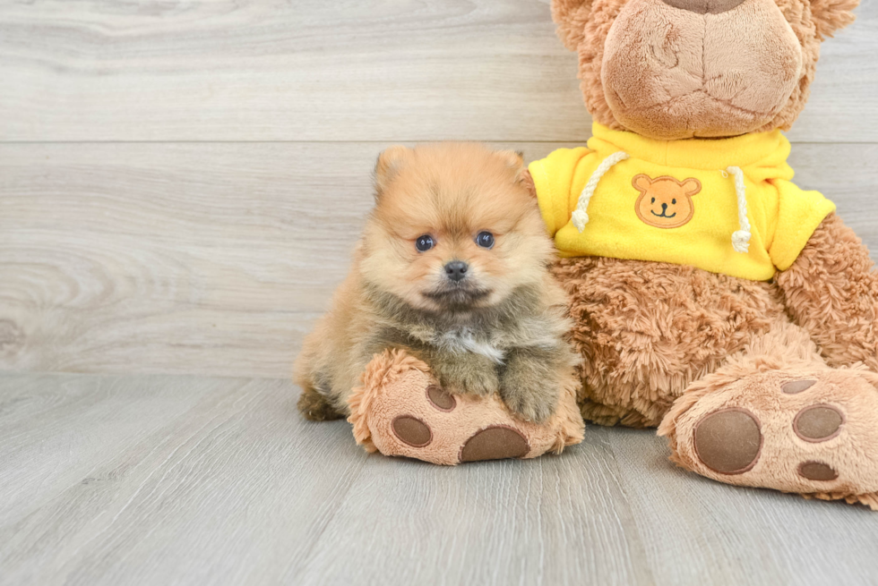 Pomeranian Puppy for Adoption