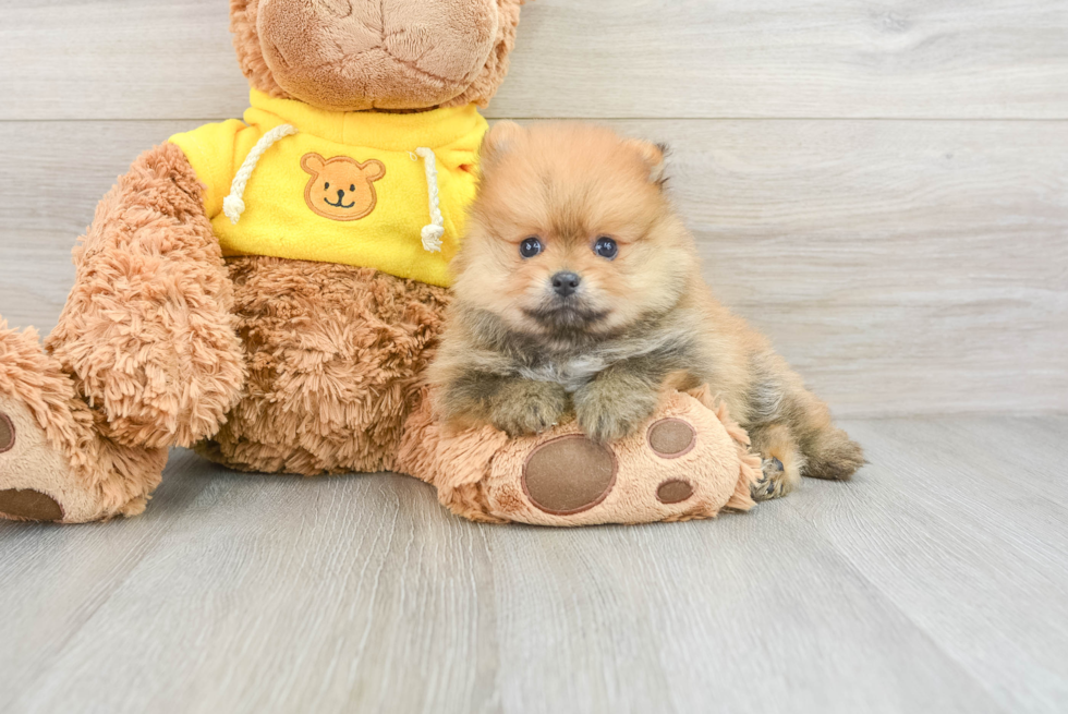 Small Pomeranian Baby