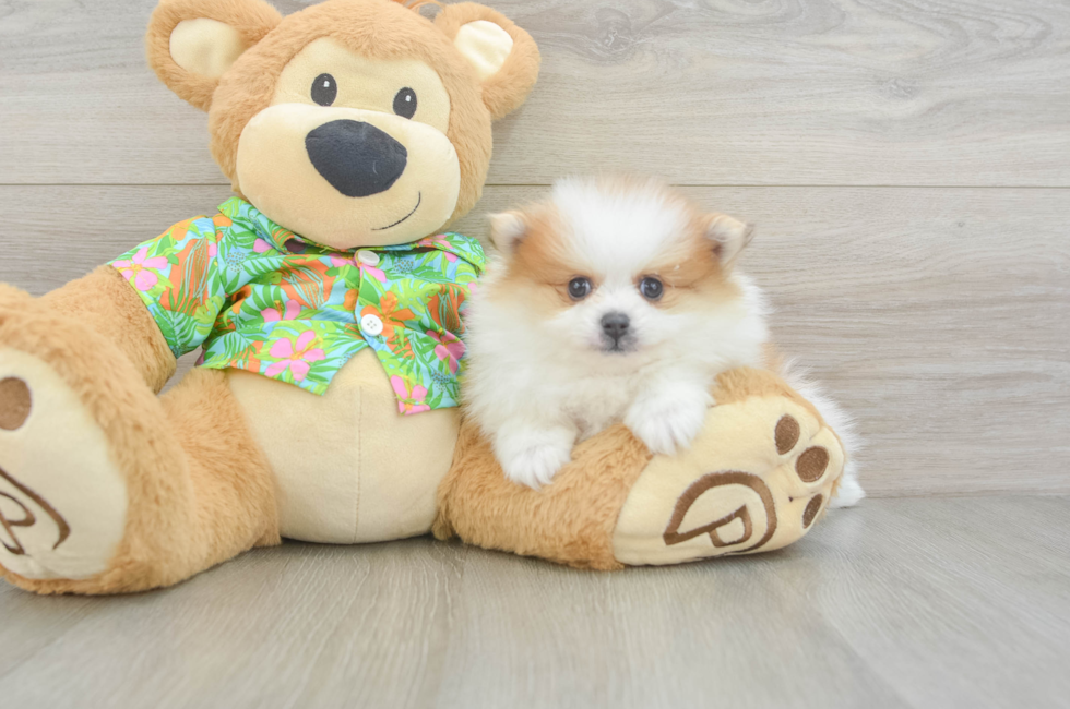 5 week old Pomeranian Puppy For Sale - Windy City Pups