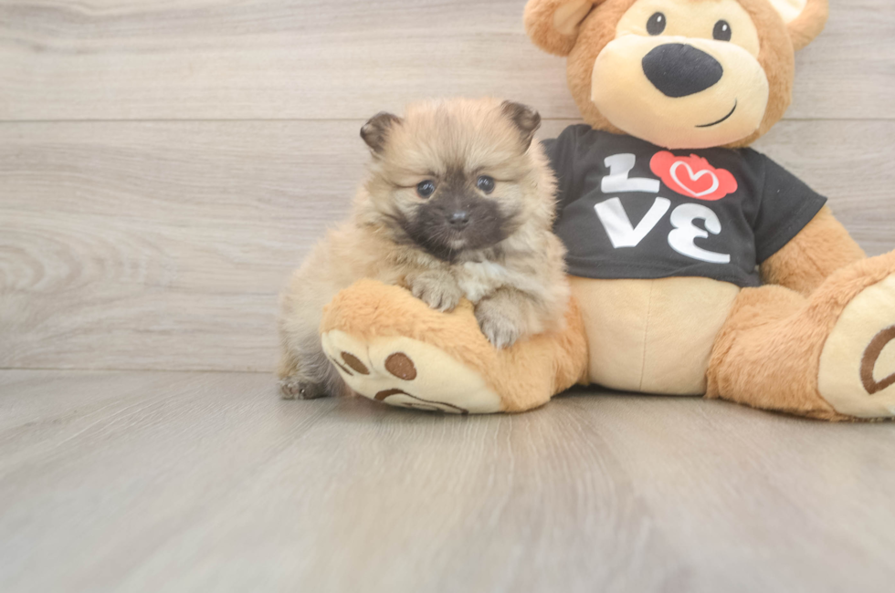 6 week old Pomeranian Puppy For Sale - Windy City Pups