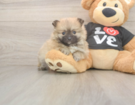 8 week old Pomeranian Puppy For Sale - Windy City Pups 8 week old Pomeranian Puppy For Sale - Windy City Pups