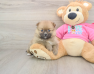 7 week old Pomeranian Puppy For Sale - Windy City Pups