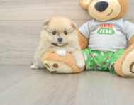 8 week old Pomeranian Puppy For Sale - Windy City Pups