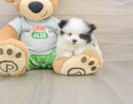 7 week old Pomeranian Puppy For Sale - Windy City Pups