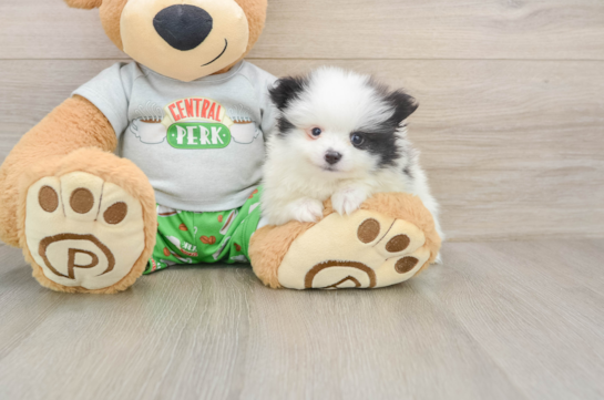 Little Pomeranian Purebred Pup