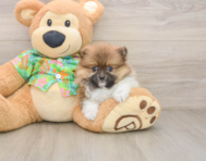 9 week old Pomeranian Puppy For Sale - Windy City Pups