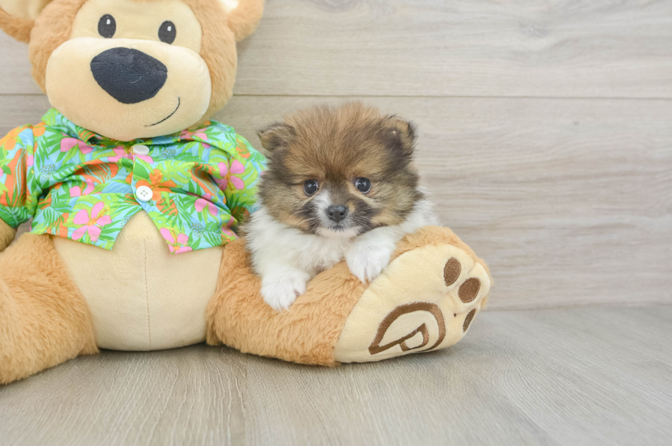 5 week old Pomeranian Puppy For Sale - Windy City Pups