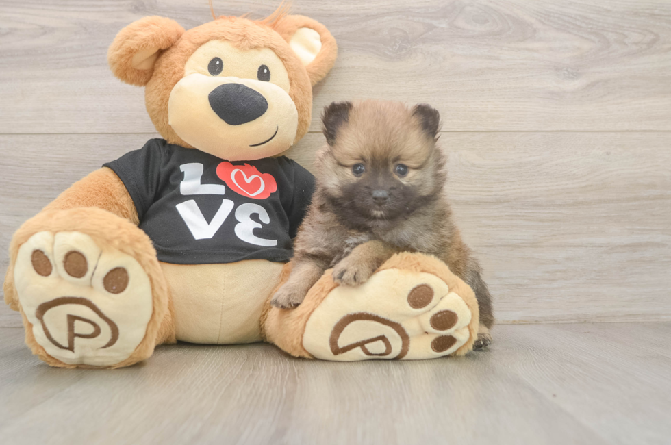 6 week old Pomeranian Puppy For Sale - Windy City Pups