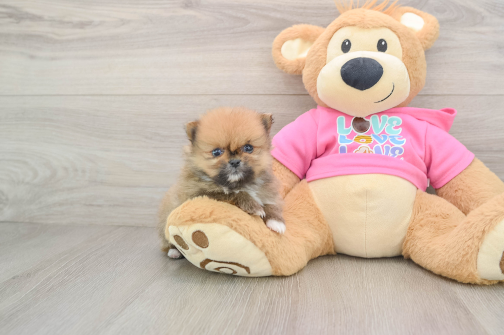 Energetic Pom Dog Purebred Puppy