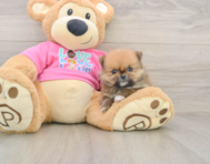 7 week old Pomeranian Puppy For Sale - Windy City Pups