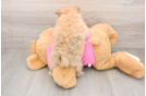 Adorable Pom Dog Purebred Puppy