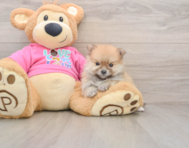 8 week old Pomeranian Puppy For Sale - Windy City Pups