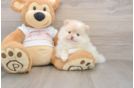Popular Pomeranian Baby