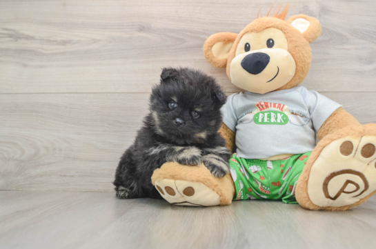 Pomeranian Puppy for Adoption