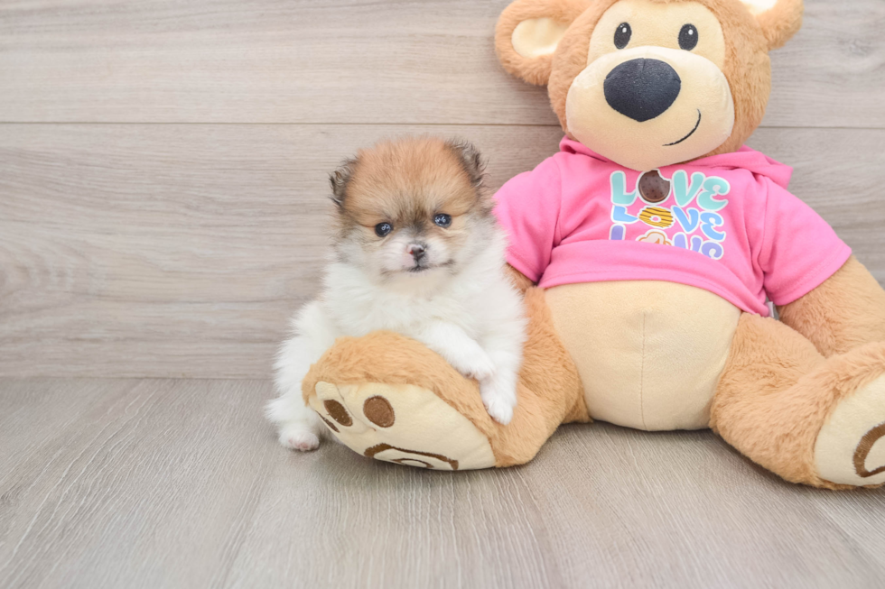 Little Pomeranian Purebred Pup