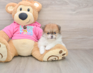 7 week old Pomeranian Puppy For Sale - Windy City Pups