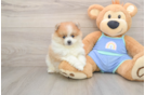 Pomeranian Pup Being Cute