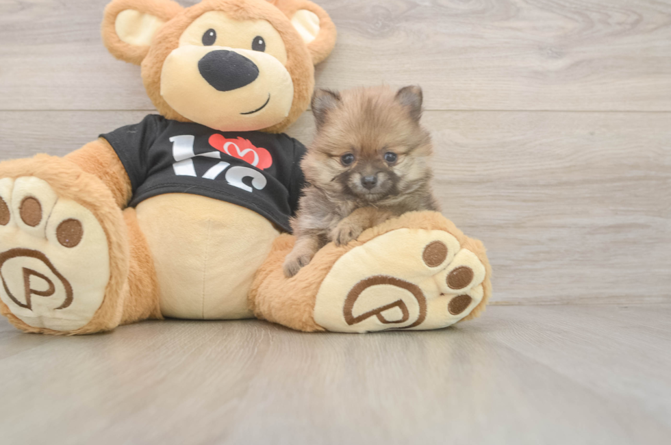7 week old Pomeranian Puppy For Sale - Windy City Pups