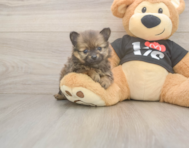 9 week old Pomeranian Puppy For Sale - Windy City Pups