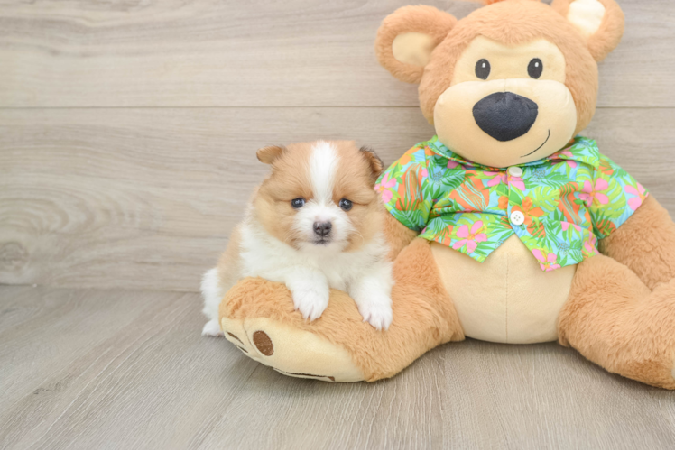 Pomeranian Pup Being Cute