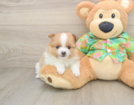 7 week old Pomeranian Puppy For Sale - Windy City Pups
