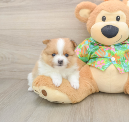 6 week old Pomeranian Puppy For Sale - Windy City Pups