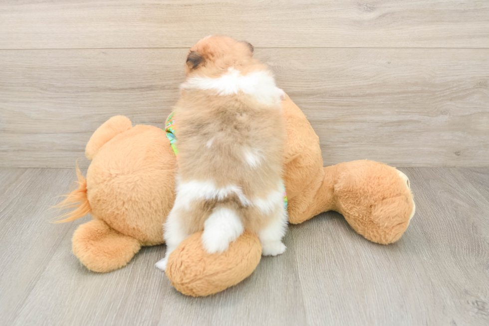 Pomeranian Puppy for Adoption