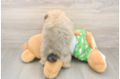 Best Pomeranian Baby
