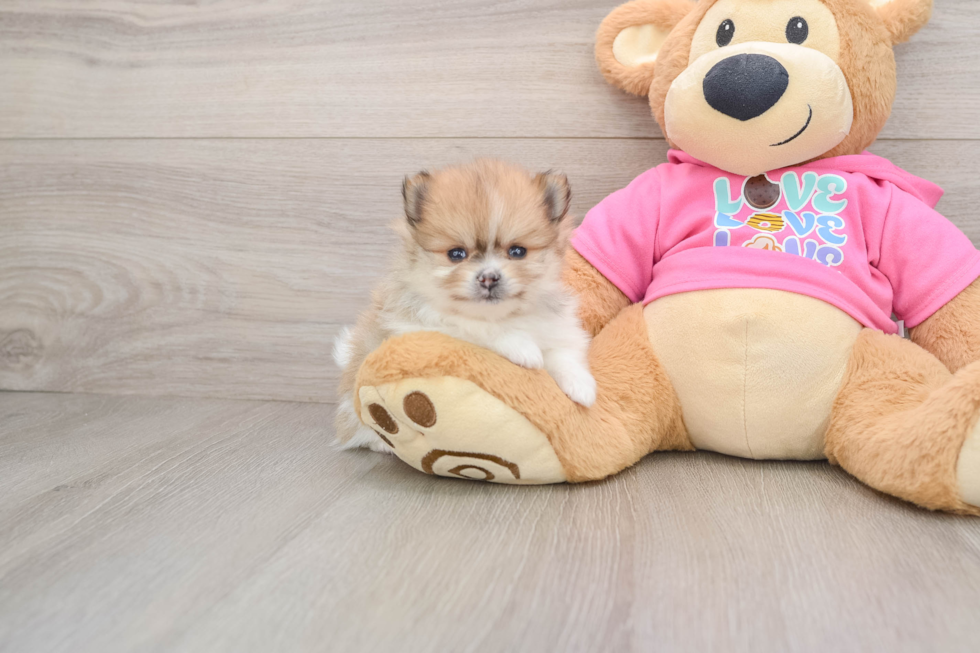 Pomeranian Puppy for Adoption