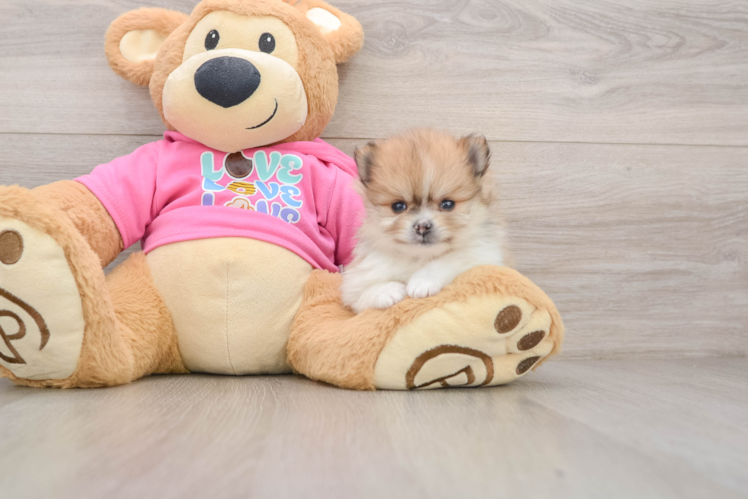 Small Pomeranian Purebred Pup