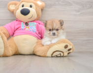 8 week old Pomeranian Puppy For Sale - Windy City Pups