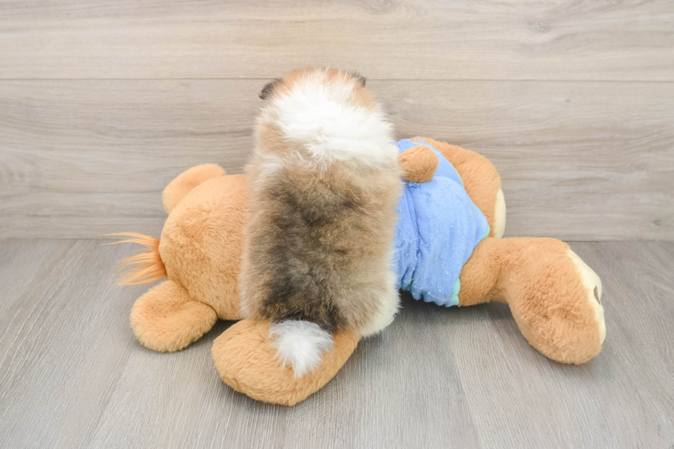 Pomeranian Puppy for Adoption