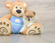 7 week old Pomeranian Puppy For Sale - Windy City Pups