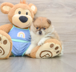 8 week old Pomeranian Puppy For Sale - Windy City Pups