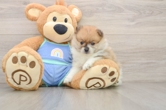 Pomeranian Pup Being Cute