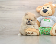 7 week old Pomeranian Puppy For Sale - Windy City Pups