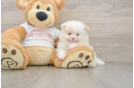 Little Pomeranian Purebred Pup