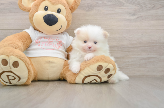 Little Pomeranian Purebred Pup