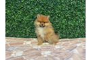 Cute Pomeranian Baby