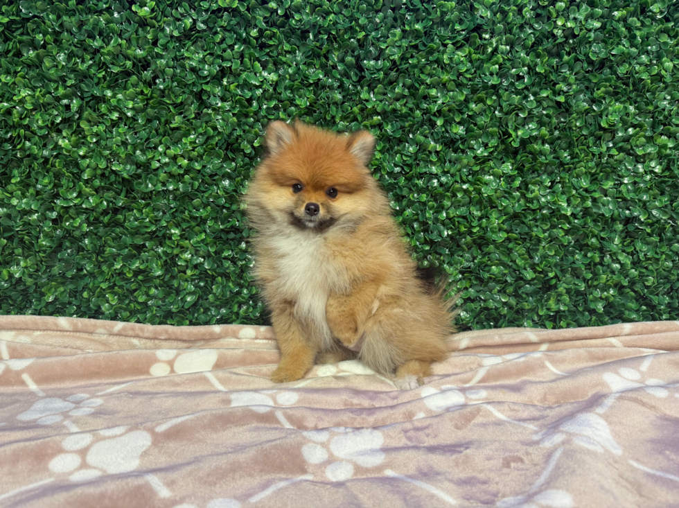 Cute Pomeranian Baby