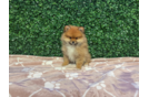 Best Pomeranian Baby
