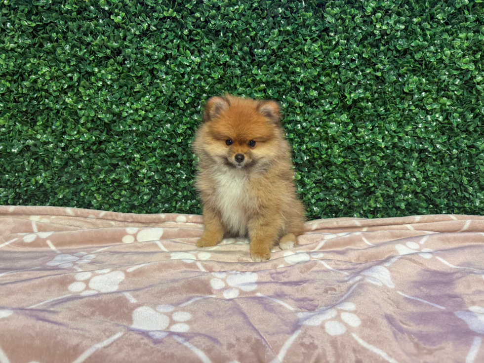 Best Pomeranian Baby