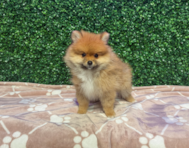 9 week old Pomeranian Puppy For Sale - Windy City Pups